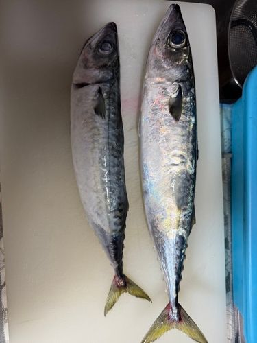 サバの釣果
