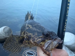 タケノコメバルの釣果