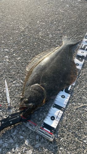ヒラメの釣果