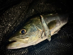 釣果