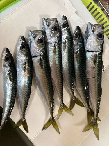 サバの釣果