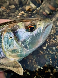 ケタバスの釣果