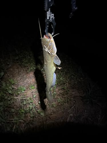 ニホンナマズの釣果