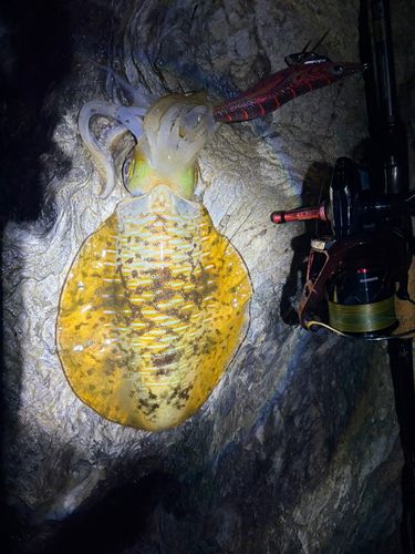 アオリイカの釣果