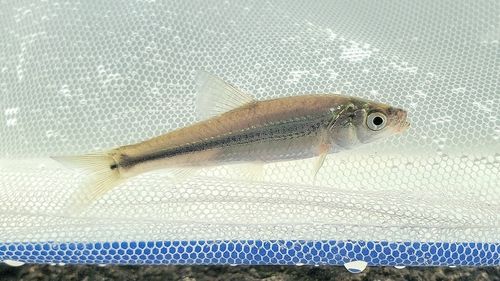 タモロコの釣果