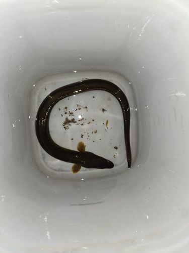ウナギの釣果