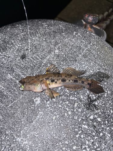 ウロハゼの釣果