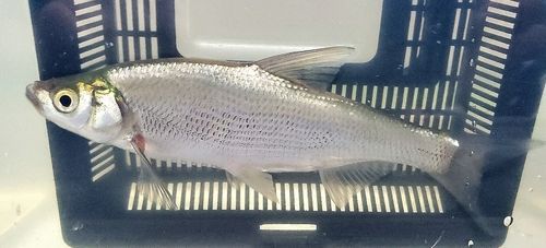 ワタカの釣果