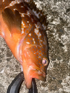キジハタの釣果
