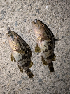 タケノコメバルの釣果