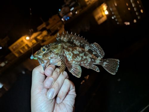 アラカブの釣果