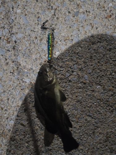 釣果
