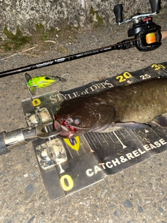 ナマズの釣果