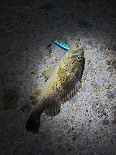 釣果