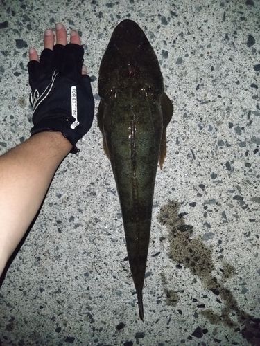 マゴチの釣果