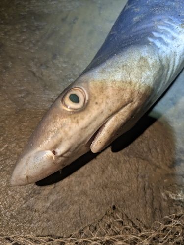 サメの釣果