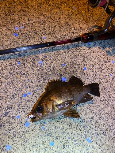 メバルの釣果