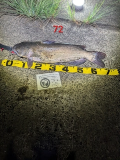 アメリカナマズの釣果