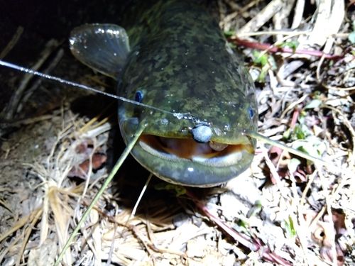 ナマズの釣果