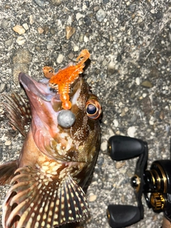 ガシラの釣果