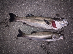 シーバスの釣果