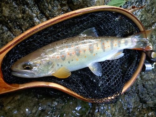 アマゴの釣果