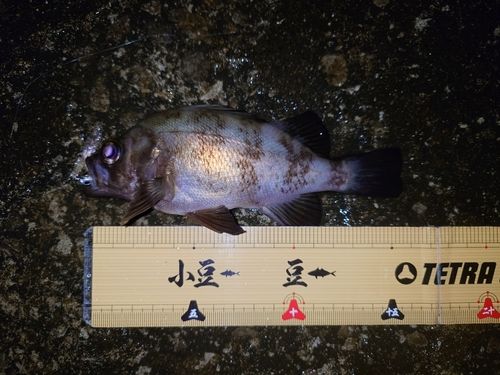 メバルの釣果