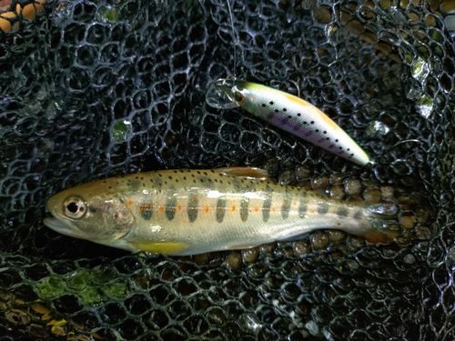 アマゴの釣果