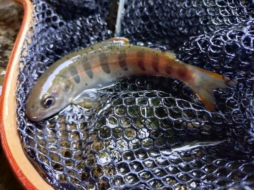 アマゴの釣果