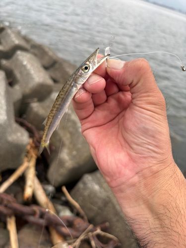 カマスの釣果