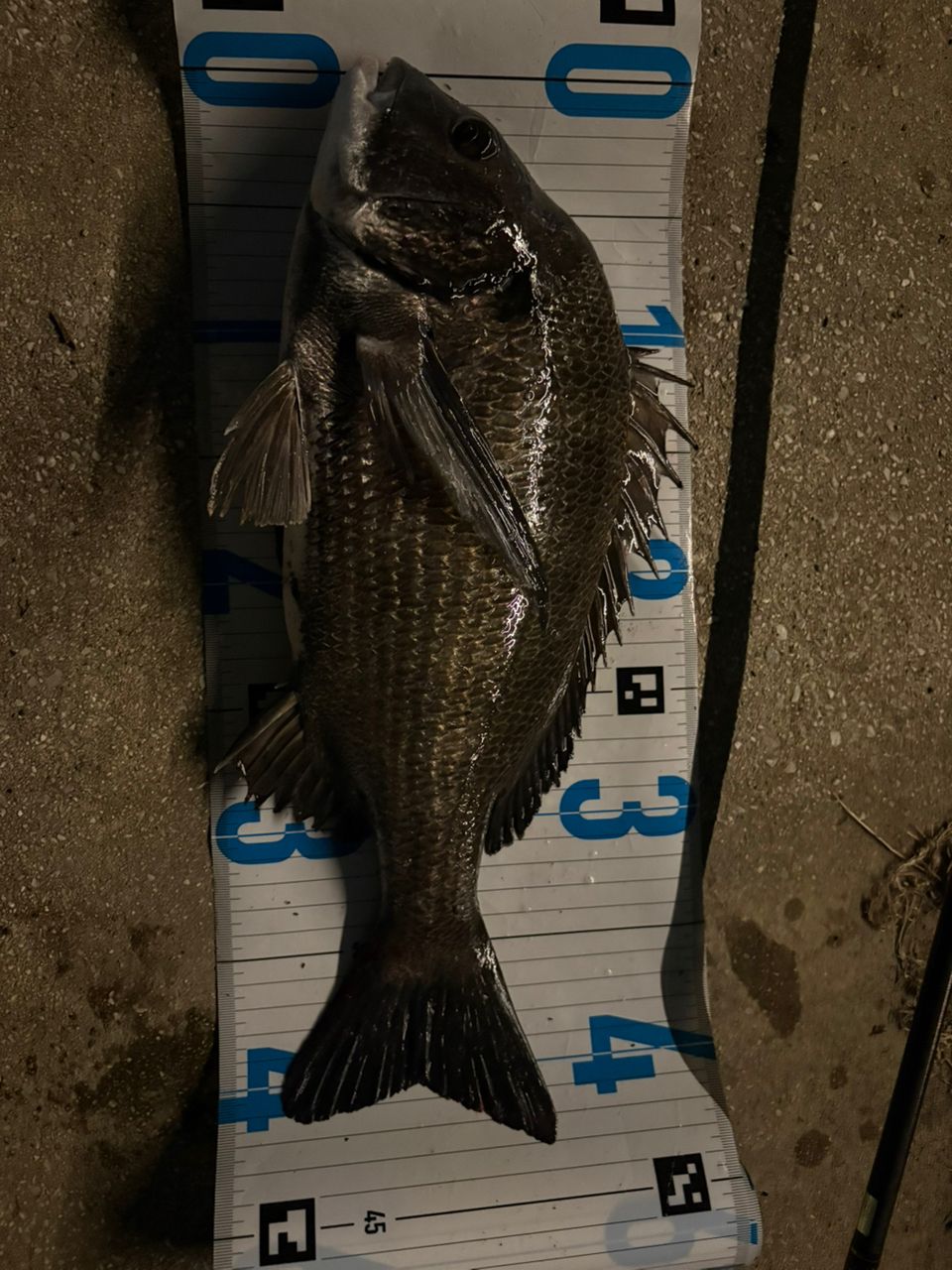 DAIWA 21モアザン ブランジーノ EX AGS 93L/M-Sの最安値・インプレ
