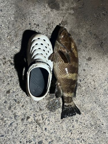 オオモンハタの釣果