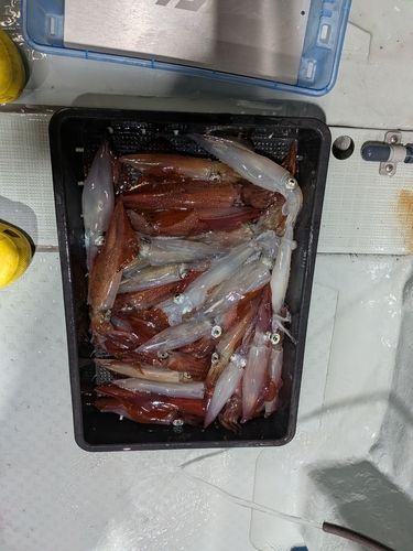 アカイカの釣果