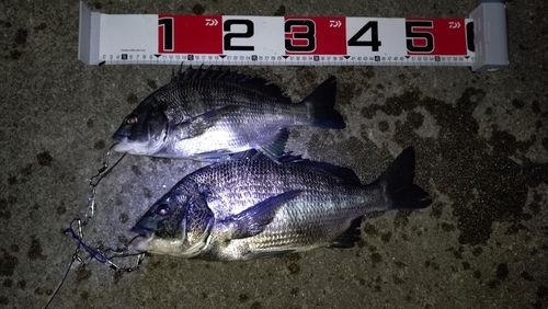 クロダイの釣果