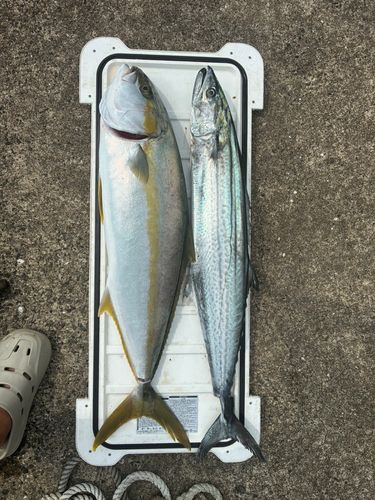 サワラの釣果