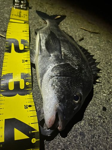 チヌの釣果