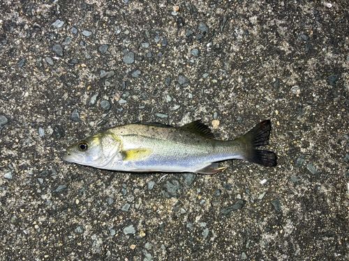 セイゴ（マルスズキ）の釣果