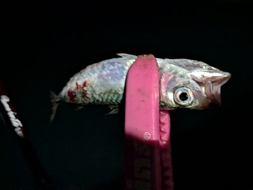 マサバの釣果