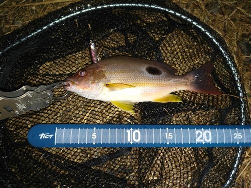クロホシフエダイの釣果