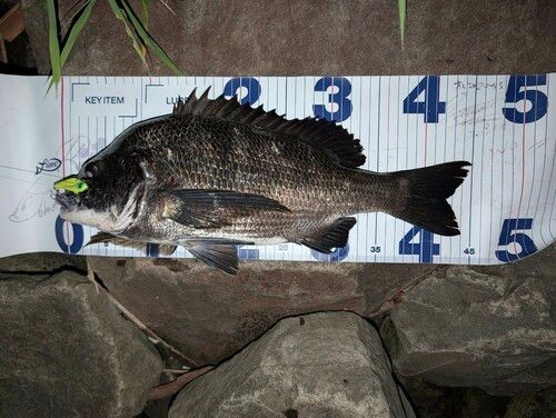 クロダイの釣果