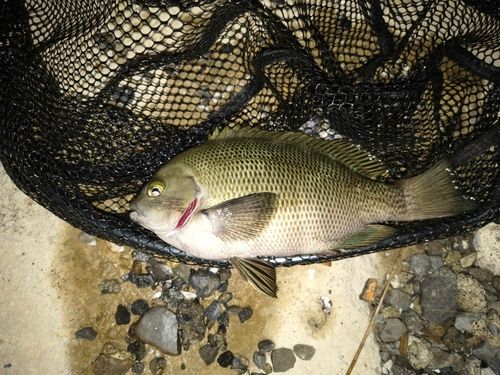グレの釣果