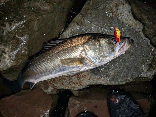 シーバスの釣果