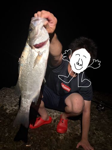 ヒラスズキの釣果