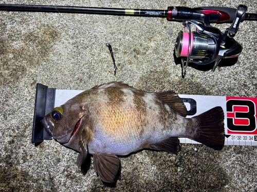 メバルの釣果