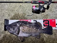 クロソイの釣果