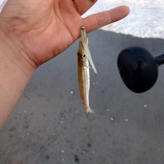 カマスの釣果