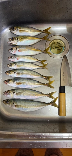 アジの釣果