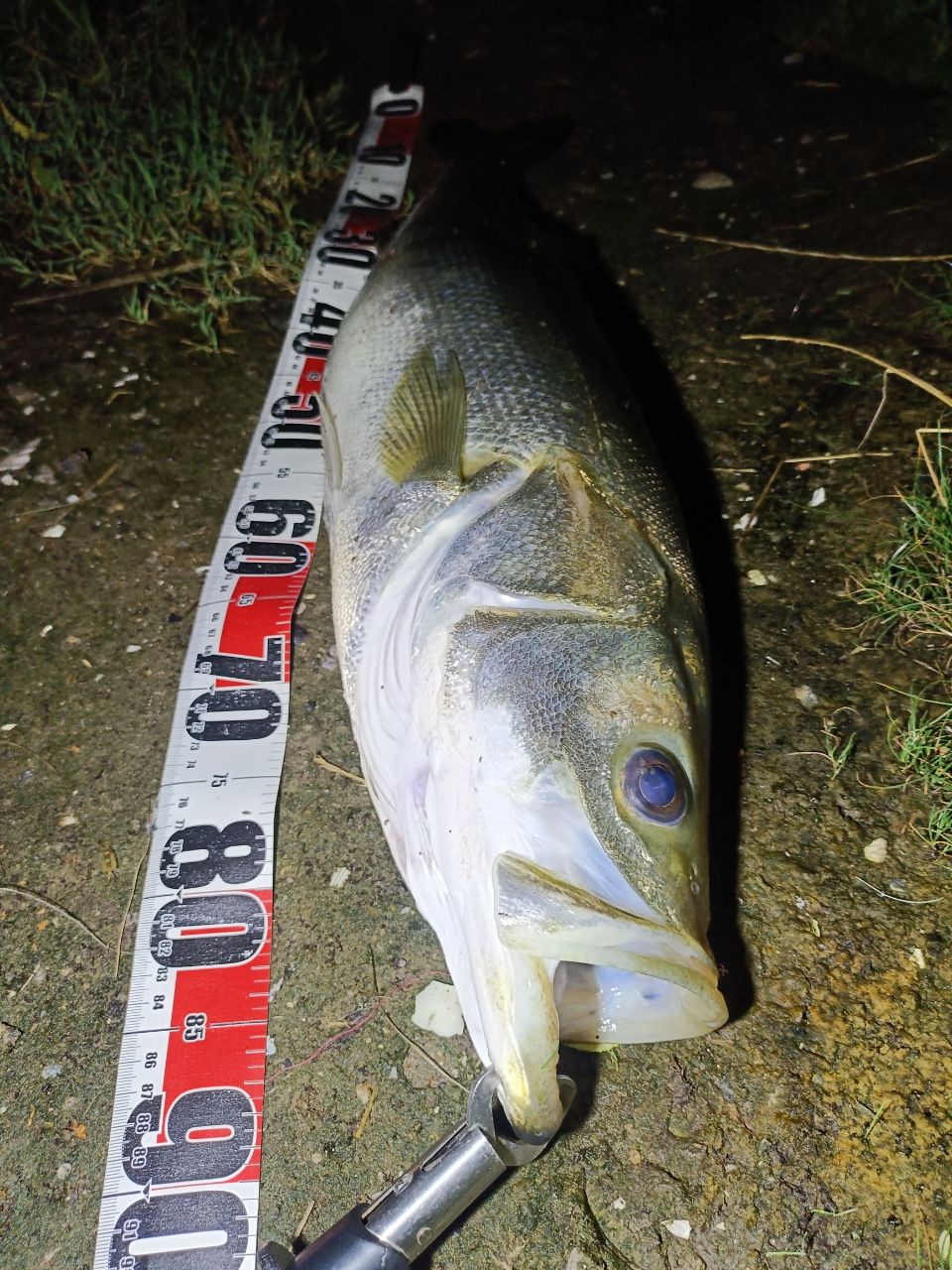 DAIWA 19ラテオ R 100MLの最安値・インプレ・釣果 | 本音の口コミが