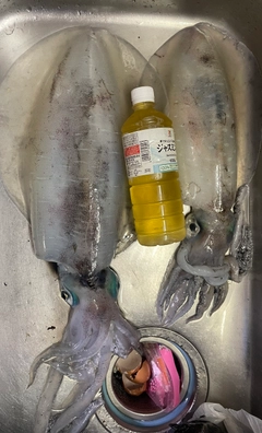 アオリイカの釣果
