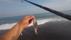 ニベの釣果